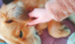 鸡交配视频,一场自然与生命的交配奇观