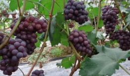 葡萄种植技术与管理视频教程,葡萄种植技术与管理视频教程精华概述