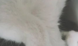 杀猫视频,杀猫视频引发的伦理反思