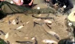 抓鱼视频,揭秘海洋生态的奇妙世界